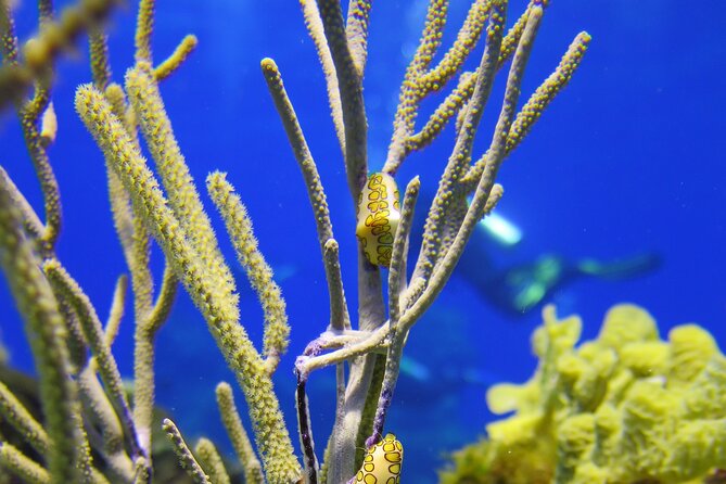 PADI Open Water Diver Course in the Riviera Maya - Price and Real Value, What the $602 Includes (and What It Does Not)
