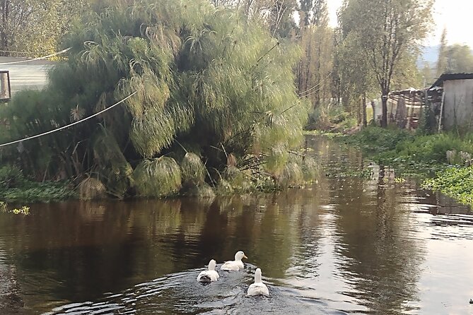 Pre-Hispanic Xochimilco, local food included and ajolotario. - Stop 1, Cuahilama Hill: glyphs, a ceremonial observatory, and city views