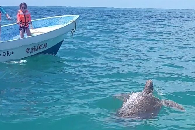 Private Akumal & Cenotes tour - Price and logistics: what $242 includes, and what can cost extra