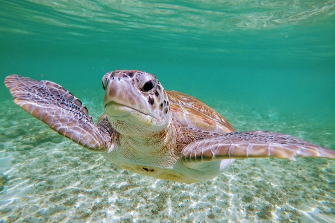 Private Cenote & Snorkeling Tour with Turtles in Akumal - Gear and lunch: what’s included, and what to expect from food
