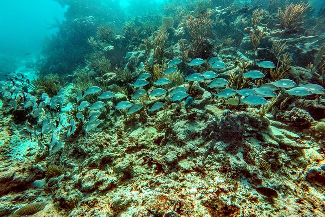 Private Cenote & Snorkeling Tour with Turtles in Akumal - How far in advance to book (and why timing matters)