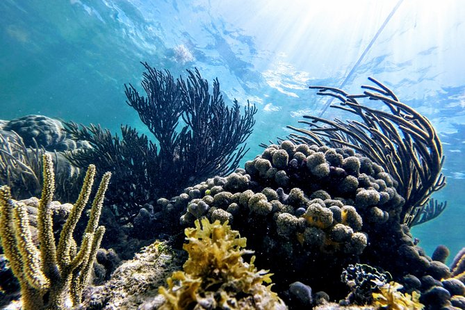 Private Cenote & Snorkeling Tour with Turtles in Akumal - Price and value: is $180 per person fair?