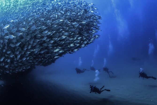 Private Dive Boat for Certified Divers - Cabo San Lucas - Key highlights worth planning for