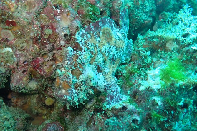 Private Dive Boat for Certified Divers - Cabo San Lucas - Guidance that helps both beginners and experienced divers