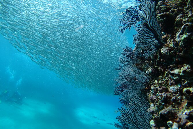 Private Dive Boat for Certified Divers - Cabo San Lucas - Boat snacks, drinks, and what is included on board