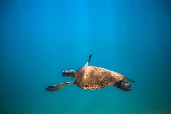Private Dive Boat for Certified Divers - Cabo San Lucas - Rental gear costs, and how to decide between renting and bringing your own