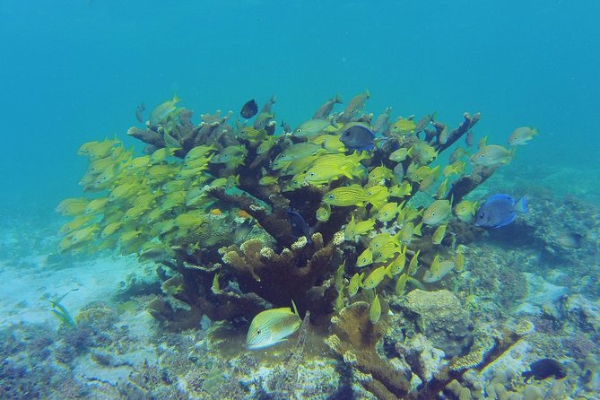 Private Escape: Isla Contoy & Isla Mujeres with Snorkeling - Price and value: is $800 per person worth it