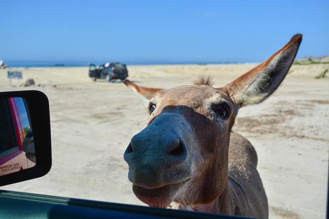 Private Jeep Tour Cabo Pulmo - East Cape Drive: desert-and-mountain scenery with breathing room