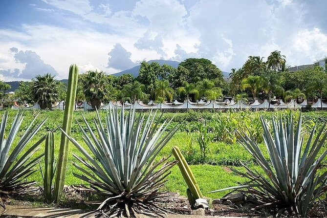 Private One Day Adventure Tour in Tequila and La Fortaleza Distillery - A private day built around tequila, not crowds