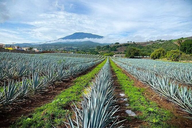 Private One Day Adventure Tour in Tequila and La Fortaleza Distillery - Stop 2: Tequila Fortaleza, Vive Abuelo or Viva Bisabuelo, and four-expression tasting
