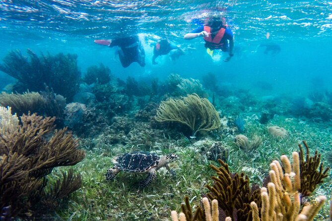 Private (only you) Reef Snorkeling in Puerto Morelos 2x40 minutes - Puerto Morelos National Marine Park Reef: What You’re Actually Snorkeling Over
