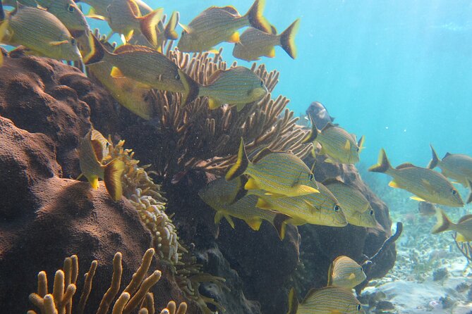 Private (only you) Reef Snorkeling in Puerto Morelos 2x40 minutes - What To Bring, And How To Snorkel Smarter
