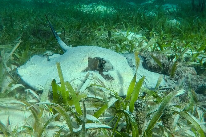 Private (only you) Reef Snorkeling in Puerto Morelos 2x40 minutes - Who This Private Snorkeling Trip Is Best For