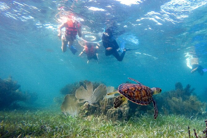 Private (only you) Reef Snorkeling in Puerto Morelos 2x40 minutes - Two Snorkel Sessions, Two Different Reef Moods