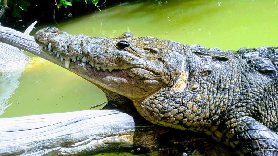 Private Ría Lagartos Boat Tour: Flamingos & Crocodiles - Where you meet your boat team in Rio Lagartos