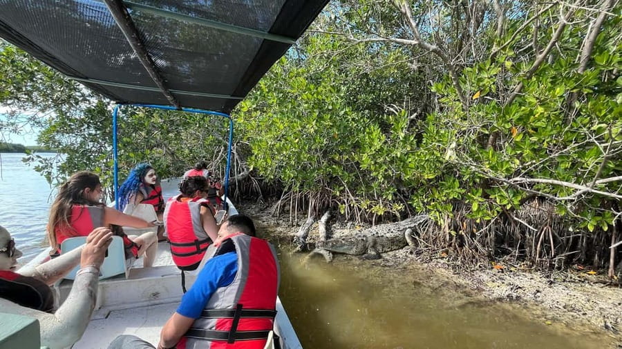 Private Ría Lagartos Boat Tour: Flamingos & Crocodiles - Flamingo feeding areas: close views, respectful distance, and good timing