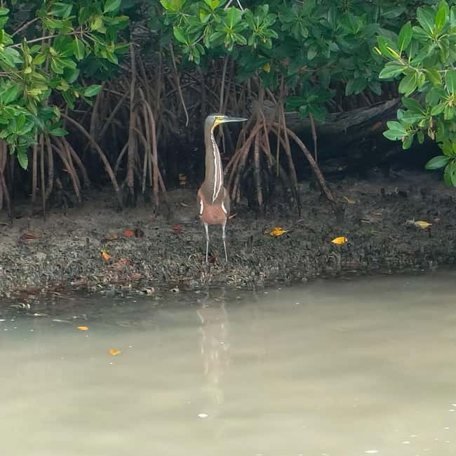 Private Ría Lagartos Boat Tour: Flamingos & Crocodiles - Crocodiles by the shore: how to spot them and what to expect