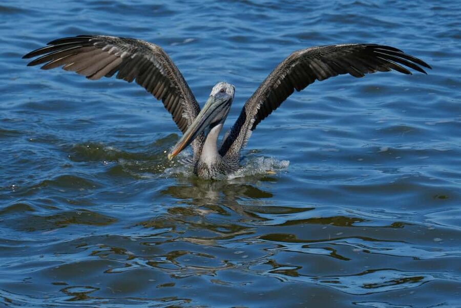 Private Ría Lagartos Boat Tour: Flamingos & Crocodiles - Swimming on a quiet beach: the rinse, the reset, and the photos