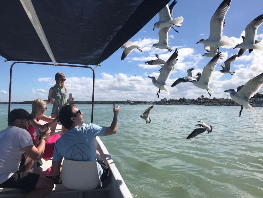 Private Ría Lagartos Boat Tour: Flamingos & Crocodiles - Price and value: what $75 per person buys you