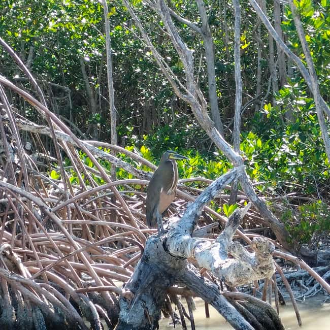 Private Ría Lagartos Boat Tour: Flamingos & Crocodiles - Who this private tour fits best, and who should skip it