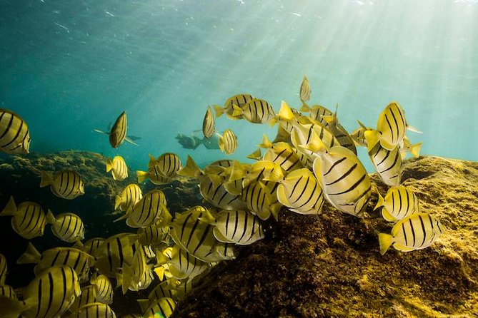 Private Snorkeling Tour in Cabo San Lucas - Santa Maria Bay and Chileno Bay: Where Marine Life Plays Near the Surface