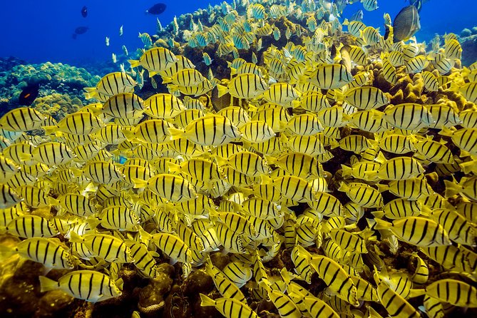 Private Snorkeling Tour in Cabo San Lucas - The PADI Pro Guide, Plus Captains Who Keep Things Easy