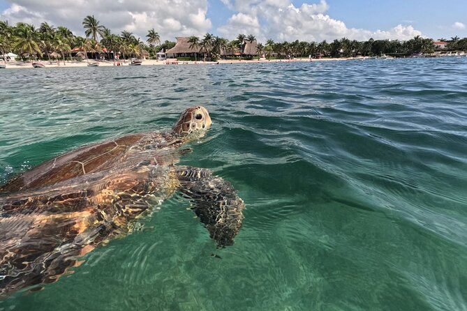 Private Snorkeling with Sea Turtles in Akumal Beach - Akumal Bay’s sea turtle snorkeling, minus the chaos