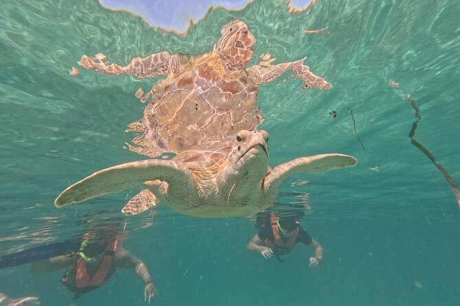 Private Snorkeling with Sea Turtles in Akumal Beach - The 1 km CONANP circuit: what the hour really feels like