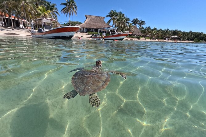 Private Snorkeling with Sea Turtles in Akumal Beach - What you’ll see: green turtles, fish, rays, and the occasional bonus