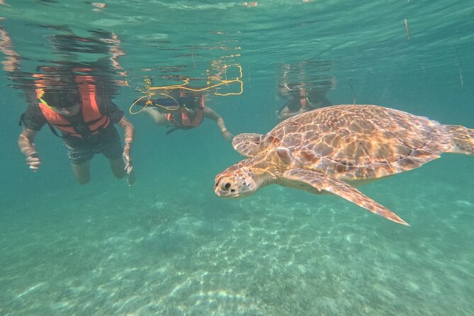 Private Snorkeling with Sea Turtles in Akumal Beach - Swimming with Darwin and Marlene, plus the GoPro photo option