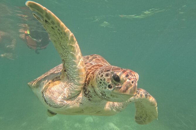 Private Snorkeling with Sea Turtles in Akumal Beach - Gear comfort and safety rules you’ll feel in the water