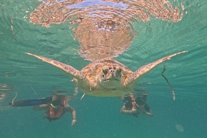 Private Snorkeling with Sea Turtles in Akumal Beach - Who should book this private sea turtle snorkeling tour