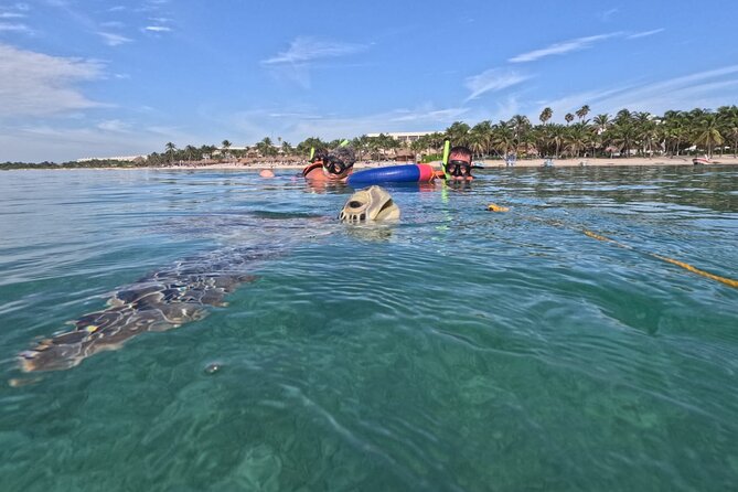 Private Snorkeling with Sea Turtles in Akumal Beach - Price and value for a private turtle swim at Playa Akumal