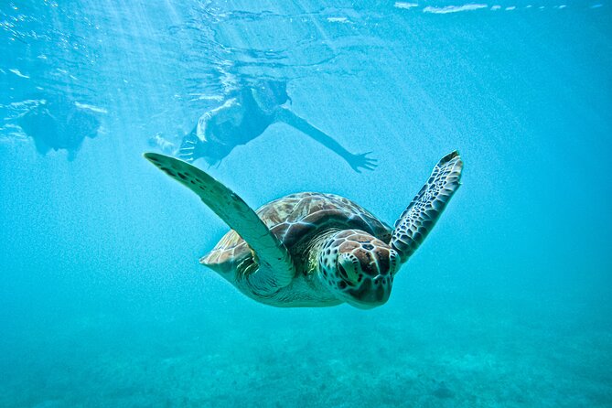 "Private snorkeling with turtles in Akumal + Photos included" - Why Akumal Turtle Snorkeling Feels So Worth It