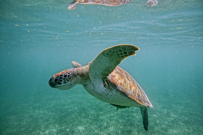 "Private snorkeling with turtles in Akumal + Photos included" - Value Check: What You’re Really Getting for a 1-Hour Private Tour