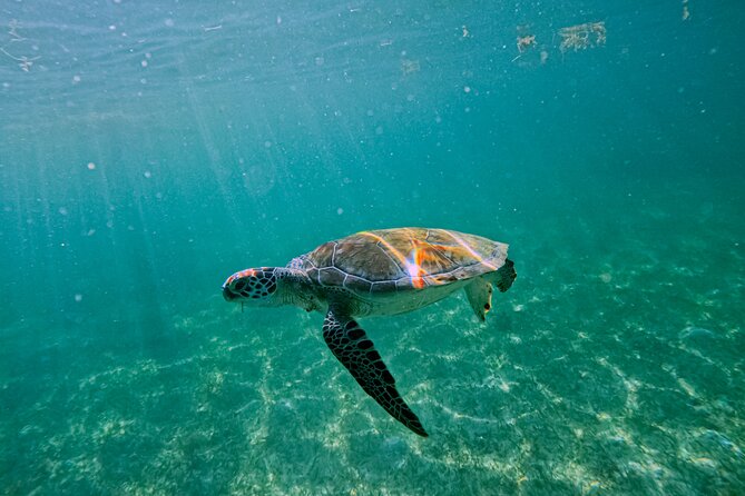 "Private snorkeling with turtles in Akumal + Photos included" - Practical Tips for a Smooth Turtle Snorkeling Session