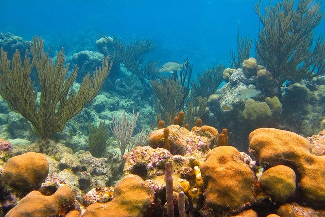 Private swiming with Turtles in Akumal - Transfer Back, Quick Shower, Then Your Day Opens Up