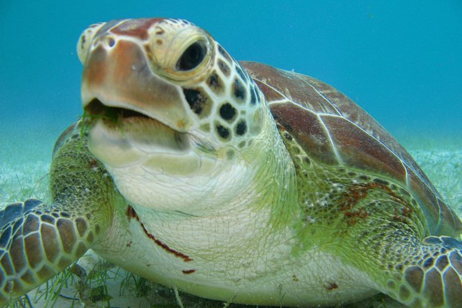 Private swiming with Turtles in Akumal - Turtle Bay Snorkeling: A Guided Hour With Sea Turtles