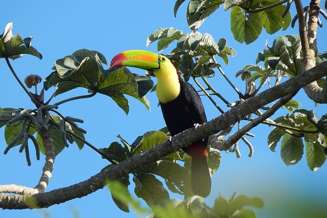 Private Tour: Birdwatching from Cancun - Entering the Mayan jungle edge on the Riviera Maya