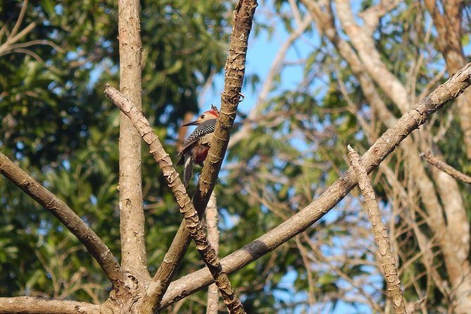 Private Tour: Birdwatching from Cancun - Snack timing and what to pack for a smooth, early start