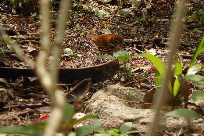 Private Tour: Birdwatching from Cancun - Price and value: $525 per group, up to 4, in a private 4-hour morning
