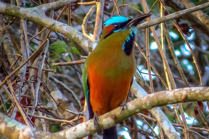 Private Tour: Birdwatching from Cancun - The Puerto Morelos listening stop, where you spot birds after the first clues