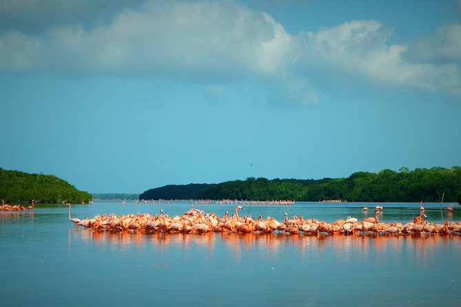 Private Tour Celestun Flamingo Watching and Beach - Flamingo season, and the truth about sightings at Celestún