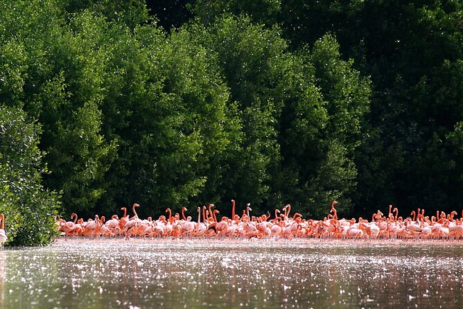 Private Tour Celestun Flamingo Watching and Beach - The mangrove boat ride: more than just spotting birds