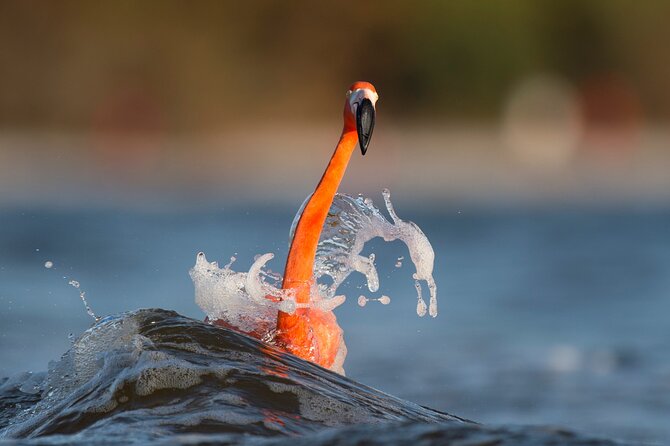 Private Tour Celestun Flamingo Watching and Beach - Transfers, timing, and what to expect for a 7-hour private day
