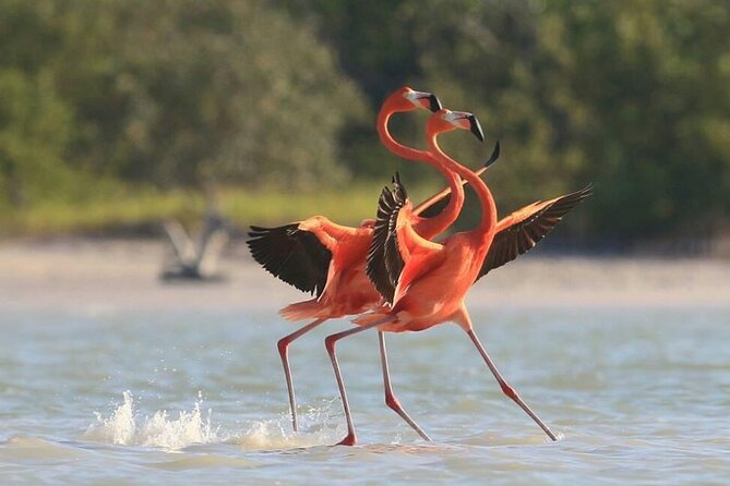 Private Tour Celestun Flamingo Watching and Beach - Price and value: is $433 per person worth it?