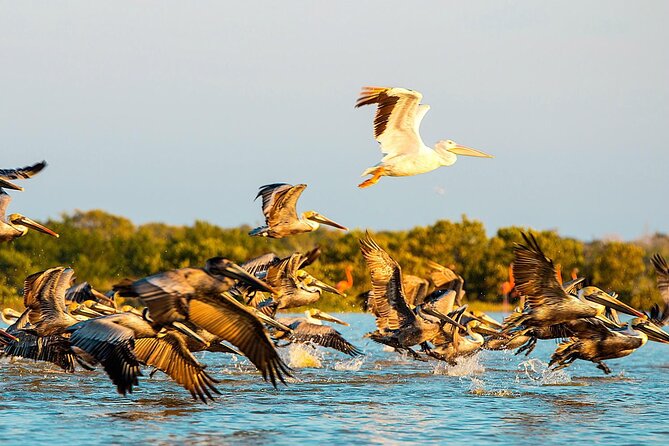 Private Tour Celestun Flamingo Watching and Beach - Who should book this Celestún flamingo and beach combo
