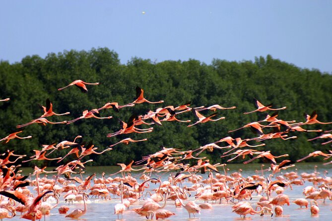 Private Tour Celestun Flamingo Watching and Beach - Mérida to Celestún: how the day is paced (and why it matters)