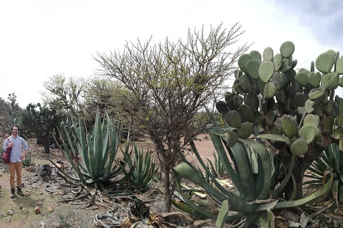 Private Tour of the Mezcal Route with Ancestral Drinks - Stop 3: Mexquitic de Carmona and the tasting technique for your senses