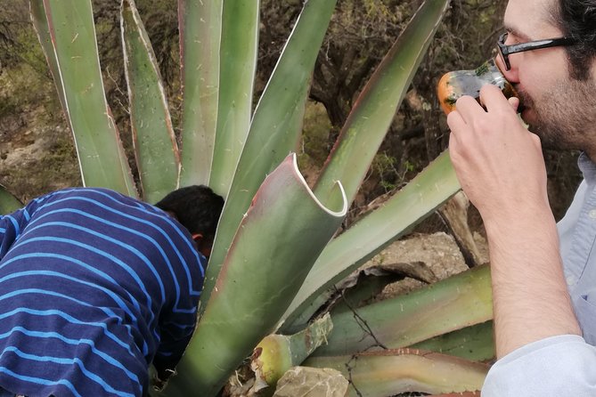 Private Tour of the Mezcal Route with Ancestral Drinks - Price and value: what $89.57 really buys you